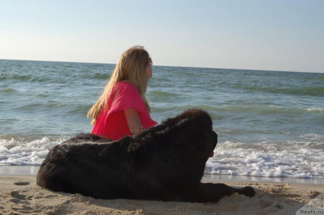 Фото: ньюфаундленд Bowaters Starlight Nuo Ozo Kalvu