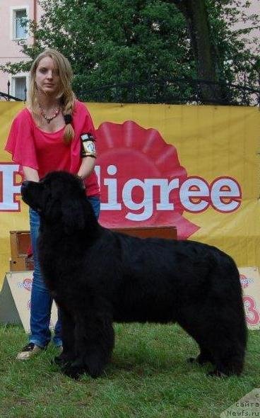 Фото: ньюфаундленд Bowaters Starlight Nuo Ozo Kalvu