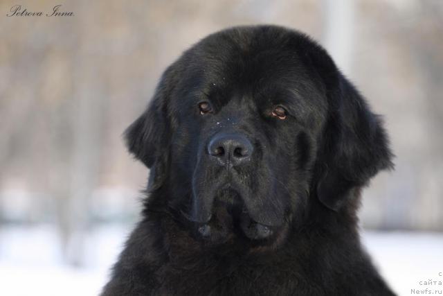 Фото: ньюфаундленд Жемчуг Гранд из Уникальной Коллекции