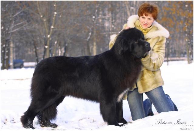 Фото: ньюфаундленд Жемчуг Гранд из Уникальной Коллекции