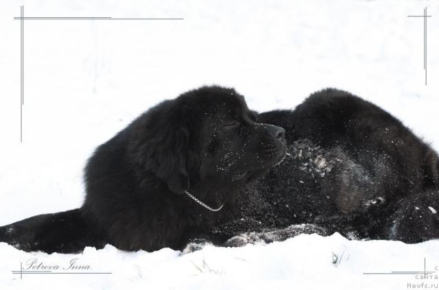Фото: ньюфаундленд Жемчуг Гранд из Уникальной Коллекции