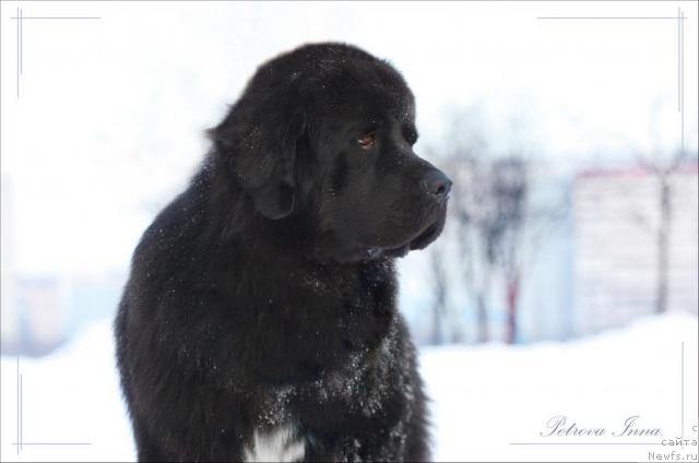 Фото: ньюфаундленд Жемчуг Гранд из Уникальной Коллекции