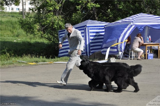 Фото: ньюфаундленд Нойри Империал из Медвежьего Яра (Noyri Imperial iz Medvejyego Yara), ньюфаундленд Чанси из Медвежьего Яра (Chansi  iz  Medvejyego Yara)