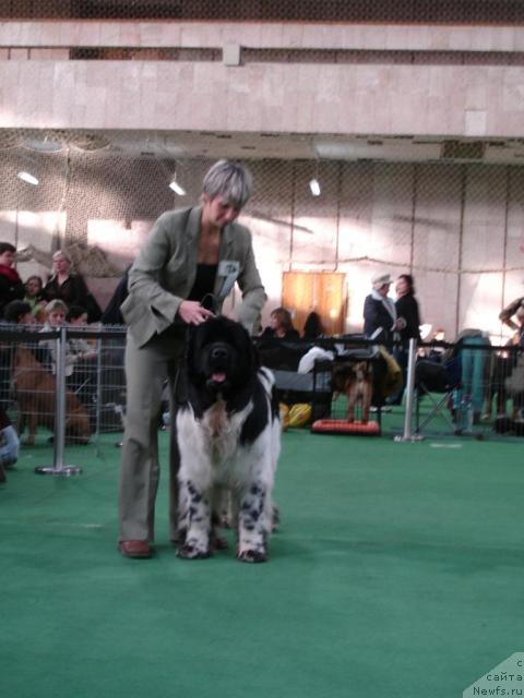 Фото: ньюфаундленд Супер Бизон Айсберг (Super Bizon Aisberg), Нина Базулина