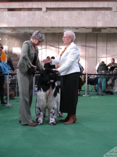 Фото: ньюфаундленд Супер Бизон Айсберг (Super Bizon Aisberg), Нина Базулина