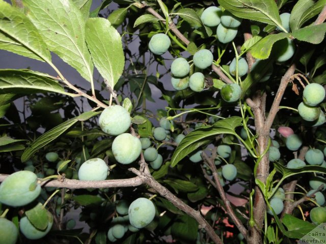 Фотография № 74216