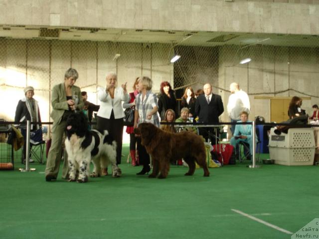 Фото: ньюфаундленд Супер Бизон Айсберг (Super Bizon Aisberg), ньюфаундленд Ютта с Берега Дона, Нина Базулина