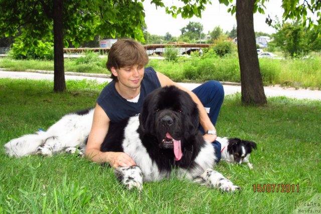 Фото: ньюфаундленд Плюшевая Панда Стиль-Санкт-Петербурга