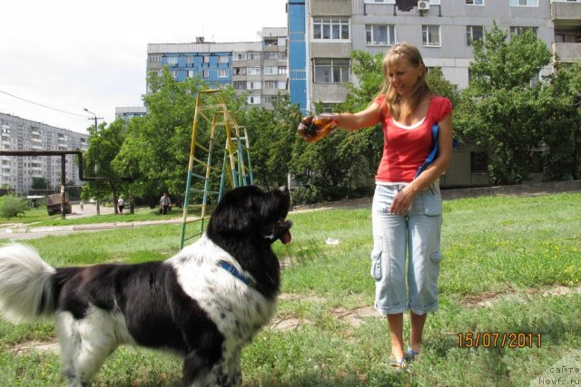 Фото: ньюфаундленд Плюшевая Панда Стиль-Санкт-Петербурга