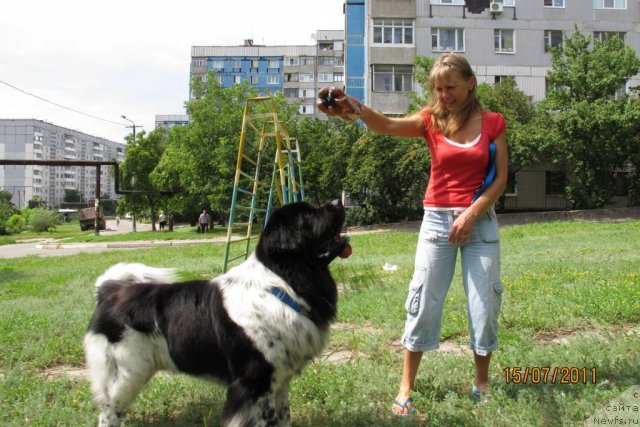 Фото: ньюфаундленд Плюшевая Панда Стиль-Санкт-Петербурга