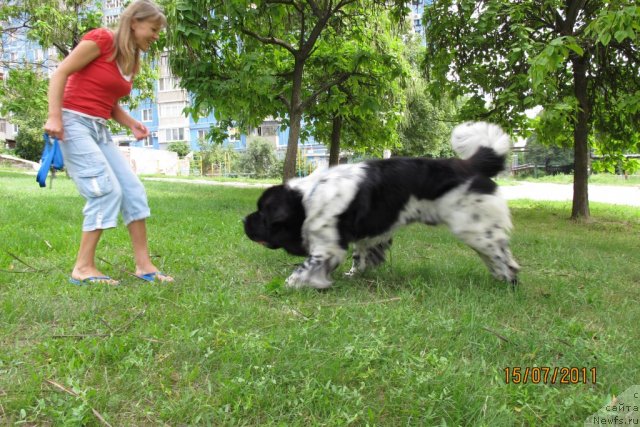 Фото: ньюфаундленд Плюшевая Панда Стиль-Санкт-Петербурга