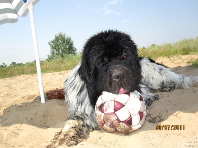 Фото: ньюфаундленд Плюшевая Панда Стиль-Санкт-Петербурга