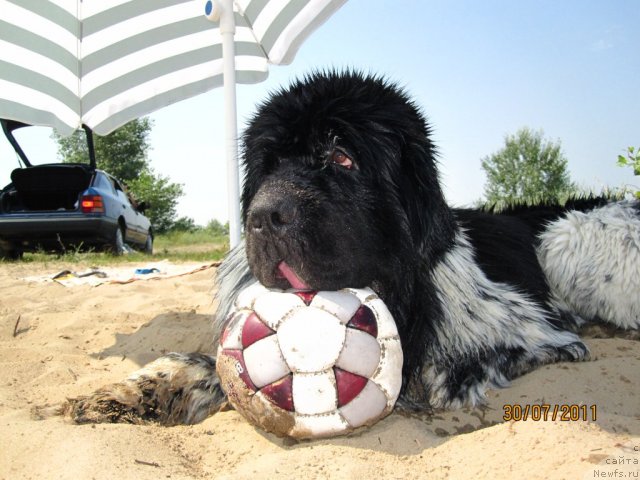 Фото: ньюфаундленд Плюшевая Панда Стиль-Санкт-Петербурга