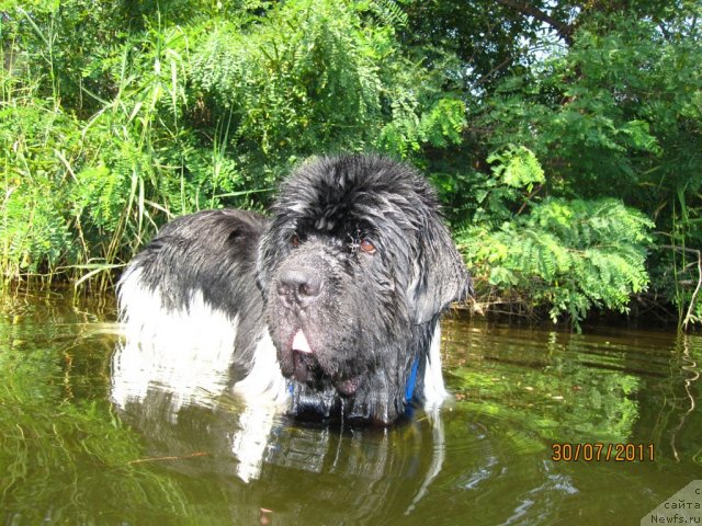 Фото: ньюфаундленд Плюшевая Панда Стиль-Санкт-Петербурга