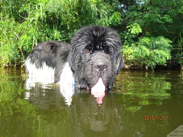 Фото: ньюфаундленд Плюшевая Панда Стиль-Санкт-Петербурга