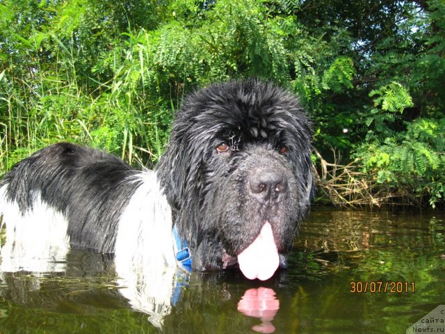 Фото: ньюфаундленд Плюшевая Панда Стиль-Санкт-Петербурга