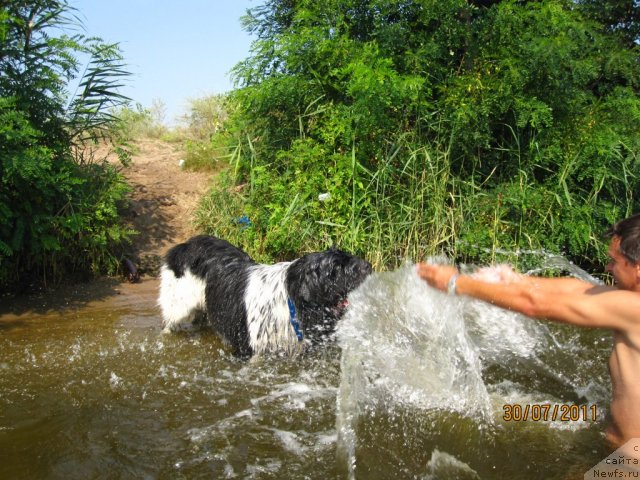 Фото: ньюфаундленд Плюшевая Панда Стиль-Санкт-Петербурга