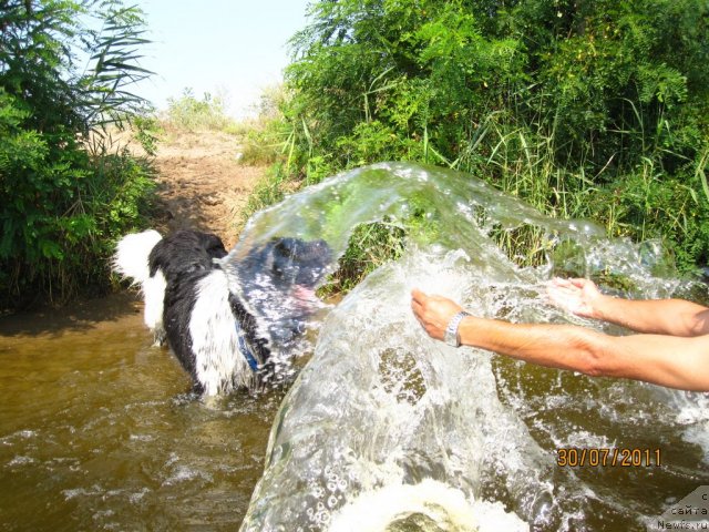 Фото: ньюфаундленд Плюшевая Панда Стиль-Санкт-Петербурга