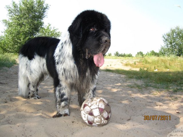 Фото: ньюфаундленд Плюшевая Панда Стиль-Санкт-Петербурга