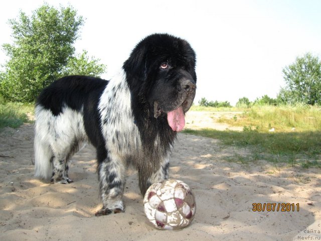 Фото: ньюфаундленд Плюшевая Панда Стиль-Санкт-Петербурга