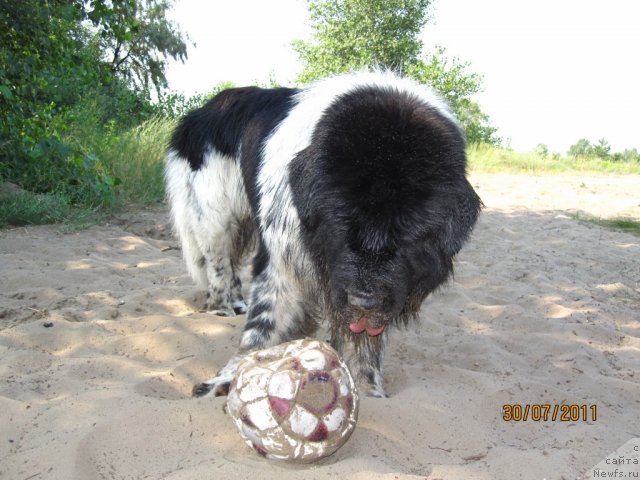 Фото: ньюфаундленд Плюшевая Панда Стиль-Санкт-Петербурга