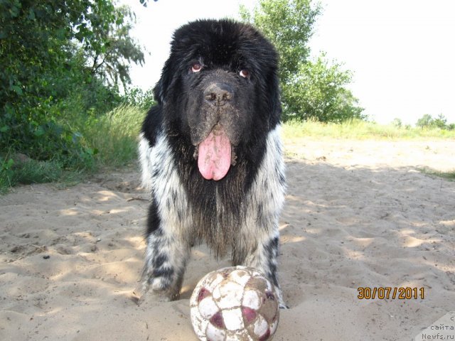 Фото: ньюфаундленд Плюшевая Панда Стиль-Санкт-Петербурга