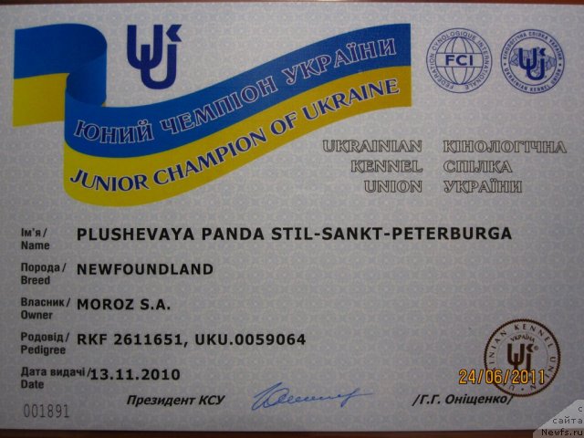 Фото: ньюфаундленд Плюшевая Панда Стиль-Санкт-Петербурга