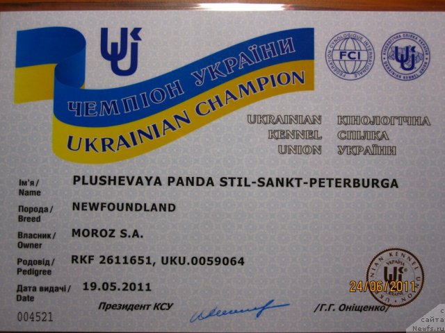 Фото: ньюфаундленд Плюшевая Панда Стиль-Санкт-Петербурга
