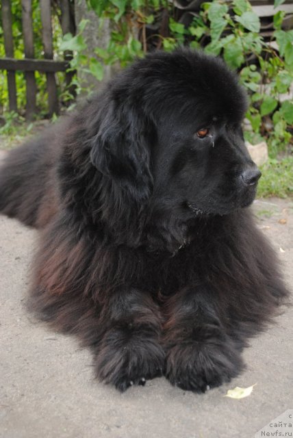 Фото: ньюфаундленд Кисс Хэппи из Медвежьего Яра (Kiss Happy iz Medvejyego Yara)