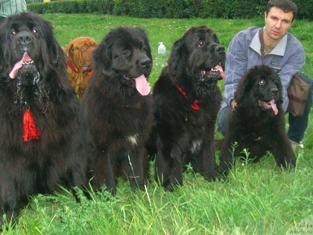 Фото: ньюфаундленд King of Helluland Dizzy Beauty, ньюфаундленд Фиаметтахауз Нусакан, Арх Бьюти Одри Вольная Птица и малышка Лилу из царства медведей