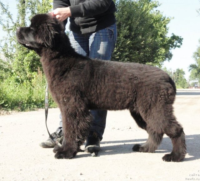 Фото: ньюфаундленд Бегущая по Волнам Дансинг Квин (Beguschaya po Volnam Dancing Queen)