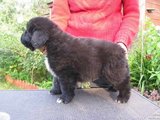 Фото: ньюфаундленд Старбимовлав Алвайс