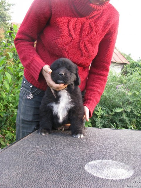 Фото: ньюфаундленд Старбимовлав Алвайс