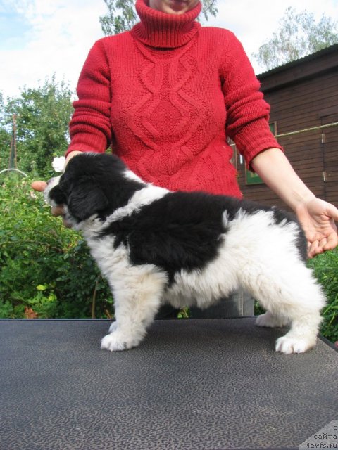 Фото: ньюфаундленд Старбимовлав Афина