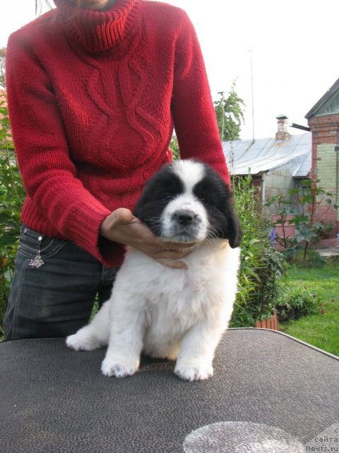Фото: ньюфаундленд Старбимовлав Ариадна