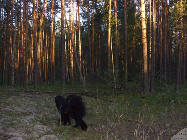 Фото: ньюфаундленд Барышня