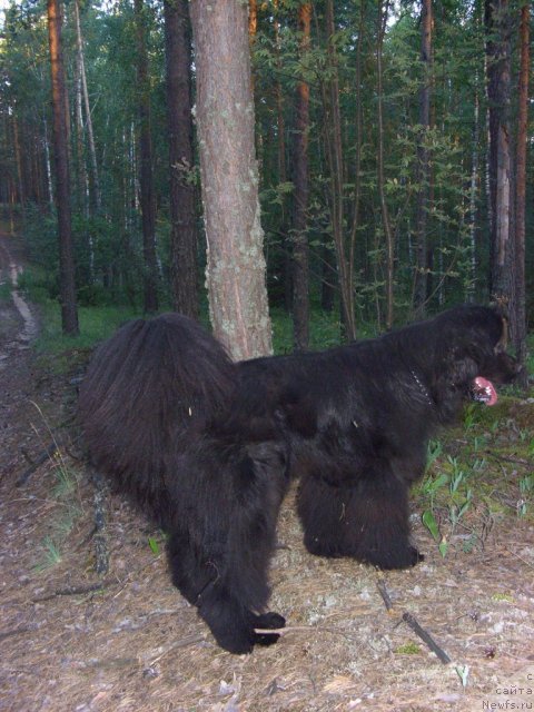 Фото: ньюфаундленд Барышня