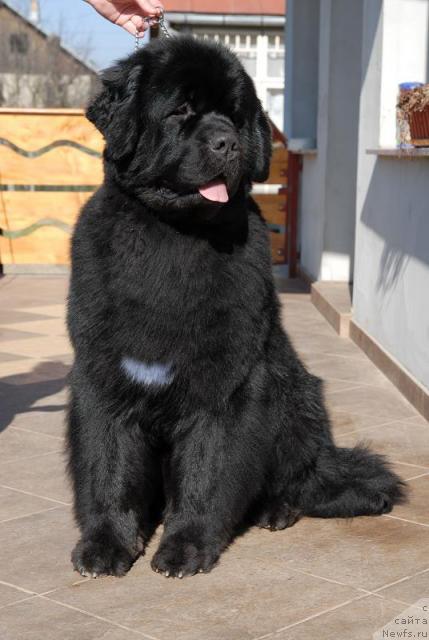 Фото: ньюфаундленд All Shadow of Tender Ebony