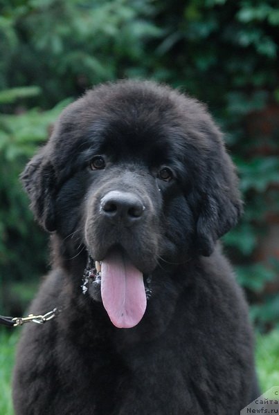 Фото: ньюфаундленд Сент Джонс Халбьёрн Фрамсан