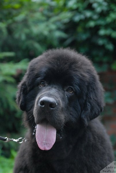 Фотография № 74412