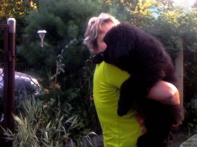 Фото: ньюфаундленд Бэлла Мосс Целлариус, Светлана Артёмова