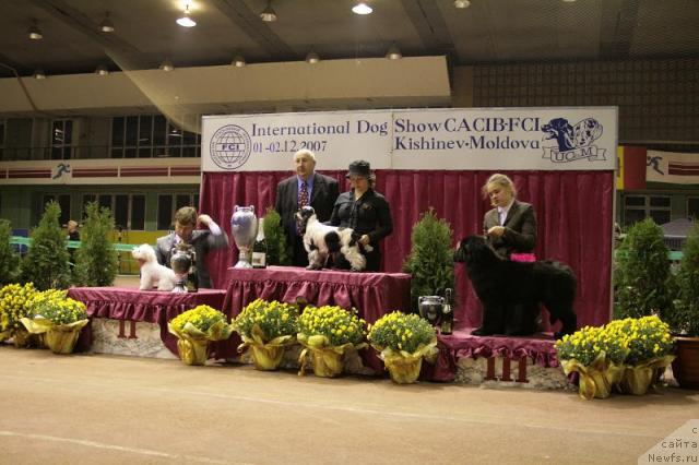 Фото: ньюфаундленд Break My Heart Tender Ebony