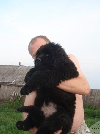 Фото: ньюфаундленд С'Нежная Вьюга Армандо Паруссо (S'Nezhnaya Vjuga Armando Parusso)