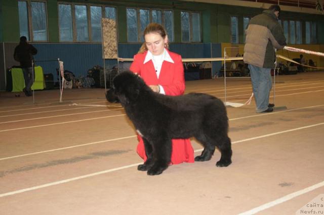 Фото: ньюфаундленд Break My Heart Tender Ebony