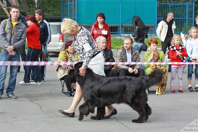 Фото: ньюфаундленд Сент Джонс Тендер Кисс оф Элли (Sent Djons Tender Kiss of Elly)