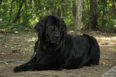 Фотография № 74453