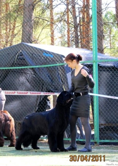 Фото: ньюфаундленд Формула Любви от Сибирского Медведя