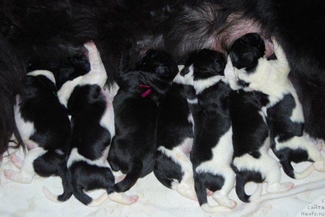 Фото: ньюфаундленд Формула Любви от Сибирского Медведя, ньюфаундленд Чарующая Взглядом от Сибирского Медведя, ньюфаундленд Частичка Сердца от Сибирского Медведя, ньюфаундленд Чеддер Форд от Сибирского Медведя, ньюфаундленд Черная Жемчужина от Сибирского Медведя, ньюфаундленд Чинзано Асти от Сибирского Медведя, ньюфаундленд Чувство Стиля от Сибирского Медведя, ньюфаундленд Чудесный Дар от Сибирского Медведя