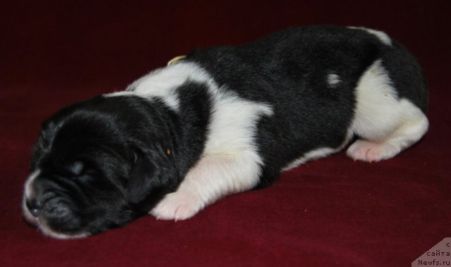 Фото: ньюфаундленд Чинзано Асти от Сибирского Медведя