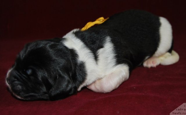 Фото: ньюфаундленд Частичка Сердца от Сибирского Медведя